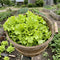 Lettuce Seeds