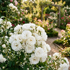 Premium Iceberg White Rose Seeds - 50 Seeds
