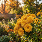 Premium Golden Chrysanthemum Seeds - 50 Seeds