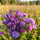 Purple Palette Wildflower Mix - 300 Seeds