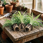 Set of 3 Live Variegated Spider Plant Cuttings