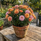 Sunset Breeze Chrysanthemum Mix Seeds - 700 Seeds