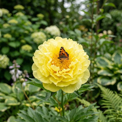 50 Yellow Peony Seeds for Planting - Premium Heirloom Yellow Peony Seeds for Elegant Home Garden Blooms