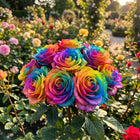 Premium Rainbow Rose Seeds - 50 Seeds