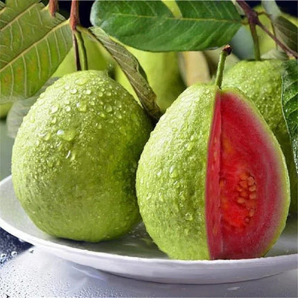 100 Tropical Red Guava Seeds for Planting - Exotic & Delicious Fruit Seeds for Home Garden - Grow Vibrant Sweet Red Guavas