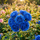 Premium Blue Rose Seeds - 50 Seeds
