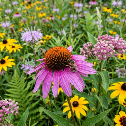 300 North American Wildflower Mix Seeds - Premium Bulk Seed Blend for Easy Outdoor Garden Landscapes
