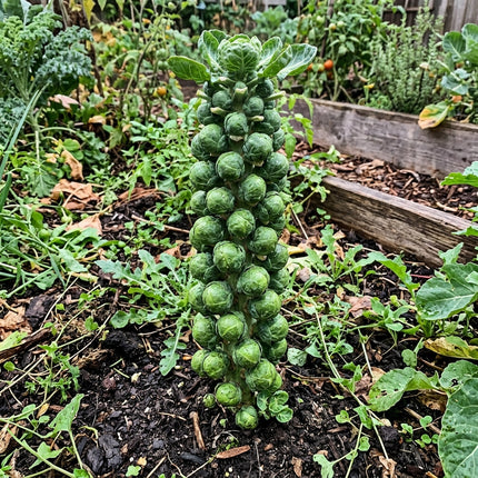 110 Catskill Brussels Sprouts Seeds - Compact Heirloom Vegetable Seeds
