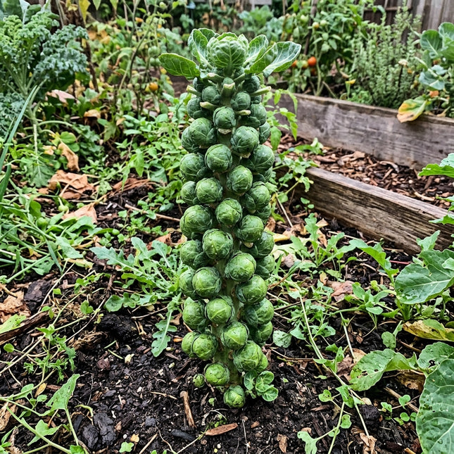 Catskill Brussels Sprouts Seeds - 110 Seeds