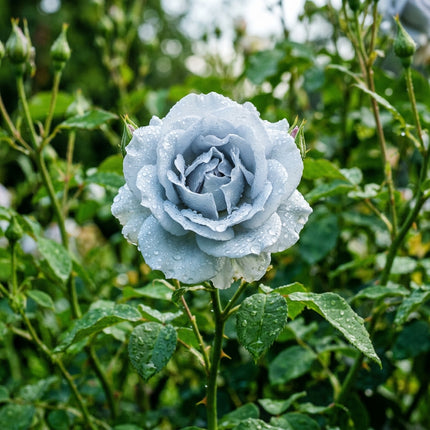 50 Premium Blue Moon Rose Seeds - Beautiful Garden Flowers for Planting