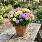 Spring Fiesta Chrysanthemum Mix Seeds - 500 Seeds