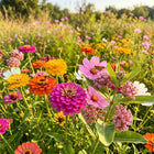 Butterfly Wildflower Mix - 300 Seeds