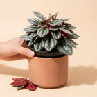 Live Peperomia Rosso Plant in 4
