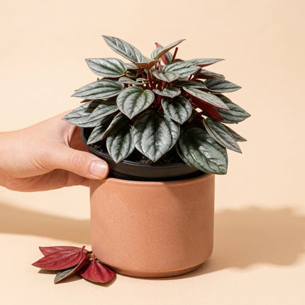 Live Peperomia Rosso Plant in 4" Nursery Pot - Striking Red & Green Corrugated Foliage