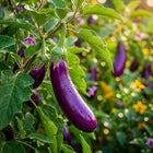 Long Purple Eggplant Seeds - 350 Seeds