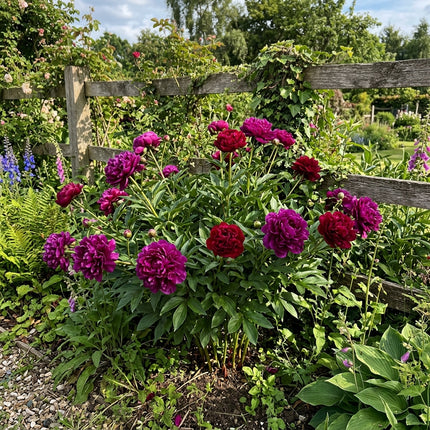 50 Royal Purple Red Mixed Peony Seeds for Planting - Premium Heirloom Royal Purple Red Mixed Peony Seeds for Elegant Home Garden Blooms