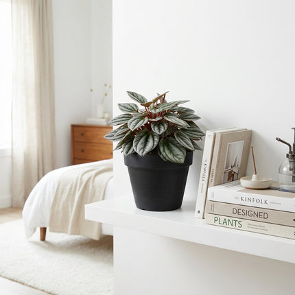 Live Peperomia Rosso Plant in 4" Nursery Pot - Striking Red & Green Corrugated Foliage