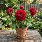 Red Peony Seeds - 50 Seeds