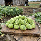 Catskill Brussels Sprouts Seeds - 110 Seeds