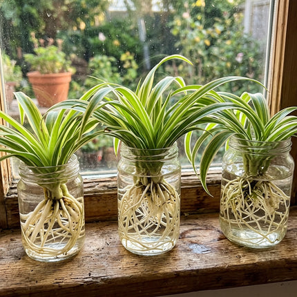 Set of 3 Live Variegated Spider Plant Cuttings - Rooted Houseplant Starter Plant for Indoor Home Decor and Air Purification