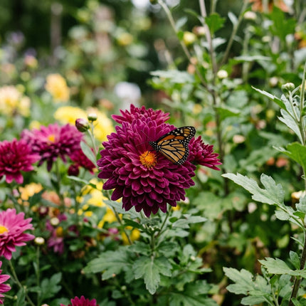 350 Royal Jewel Chrysanthemum Mix Seeds for Planting - Premium Heirloom Royal Jewel Chrysanthemum Mix Seeds for Home Garden Blooms
