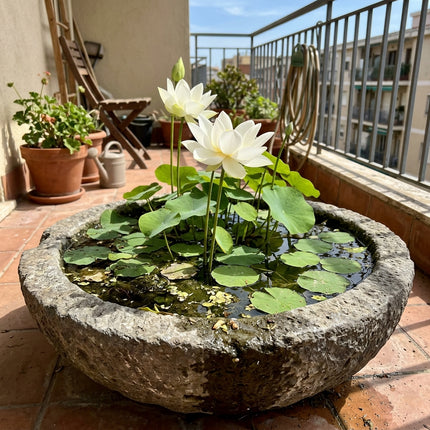 15 Pure White Bowl Lotus Seeds for Planting - Premium Indoor Aquatic Micro Lotus Seeds for Water Bowls and Ponds