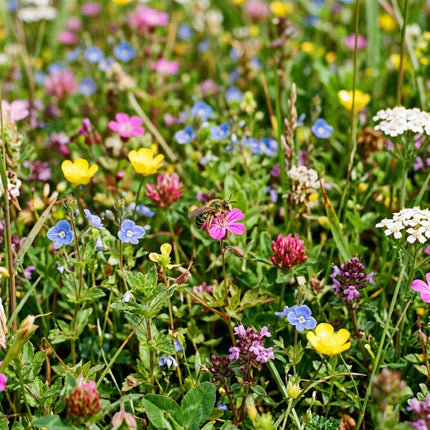300 Dwarf Wildflower Mix Seeds - Premium Bulk Seed Blend for Easy Outdoor Garden Landscapes