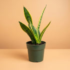Live Snake Plant in 4
