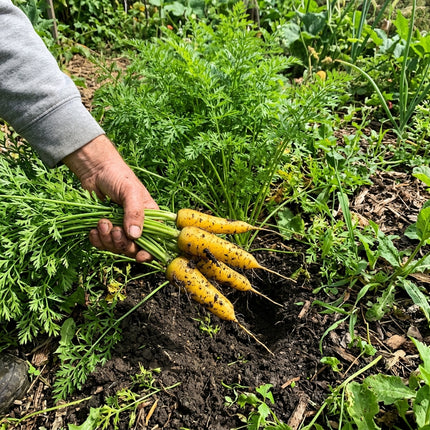 300 Yellowstone Carrot Seeds - Long Yellow Vegetable Seeds for Planting