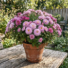 Dreamy Pink Purple Chrysanthemum Mix Seeds - 600 Seeds