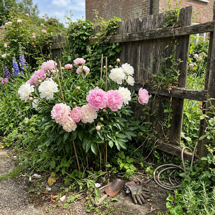 50 Romantic Pink White Mixed Peony Seeds for Planting - Premium Heirloom Romantic Pink White Mixed Peony Seeds for Elegant Home Garden Blooms