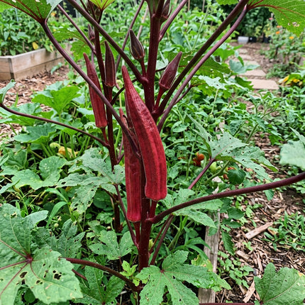 50 Red Burgundy Okra Seeds - Stunning Deep Red Pods - Ornamental & Edible Vegetable