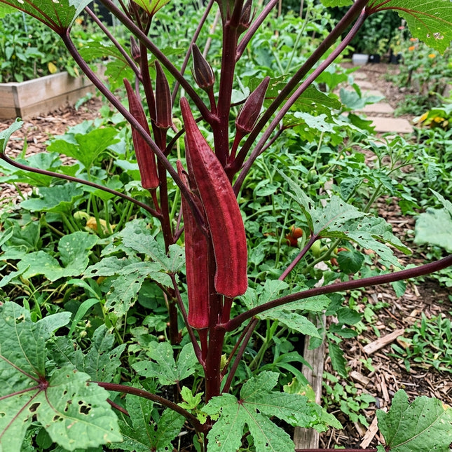 Red Burgundy Okra Seeds - 50 Seeds