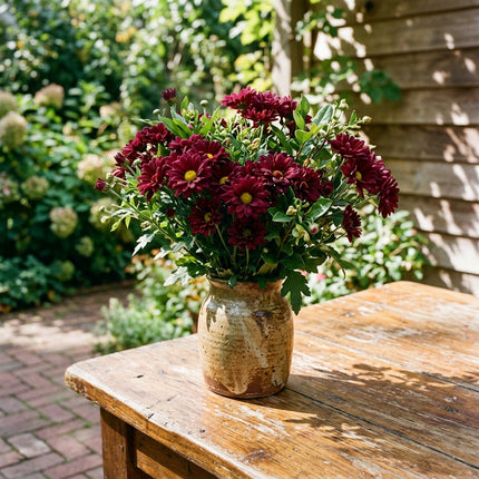 50 Premium Maroon Chrysanthemum Seeds - Beautiful Garden Flowers for Planting