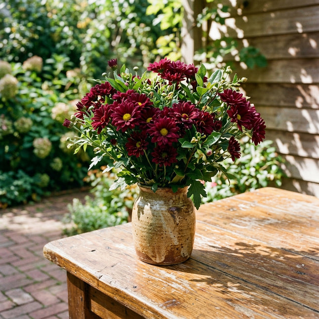 50 Premium Maroon Chrysanthemum Seeds - Beautiful Garden Flowers for Planting