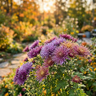 Premium Thistle Chrysanthemum Seeds - 50 Seeds
