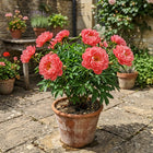 Coral Peony Seeds - 50 Seeds