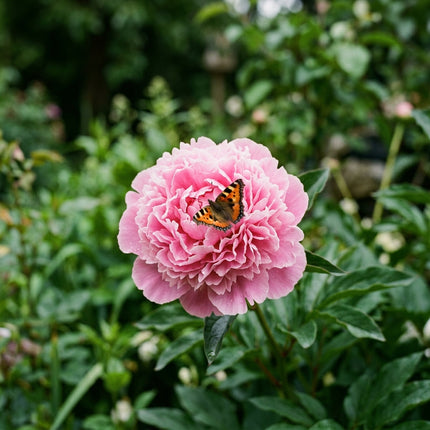 50 Pink Peony Seeds for Planting - Premium Heirloom Pink Peony Seeds for Elegant Home Garden Blooms