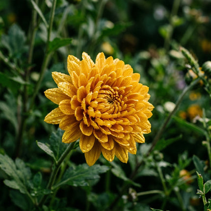 50 Premium Golden Chrysanthemum Seeds - Beautiful Garden Flowers for Planting