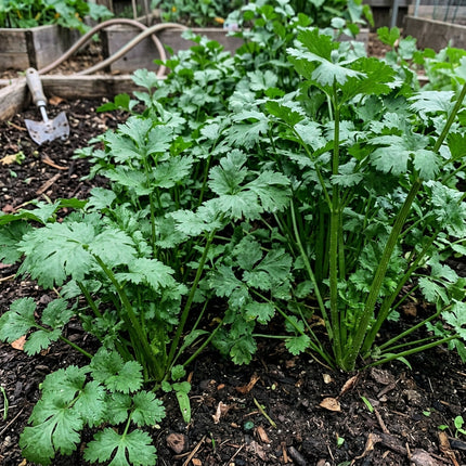 1000 Santo Cilantro Seeds - Fast Growing Dark Green Herb Seeds