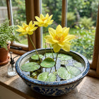 Bright Yellow Bowl Lotus Seeds - 10 Seeds