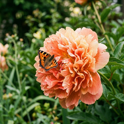 50 Stunning Sunset Mixed Peony Seeds for Planting - Premium Heirloom Stunning Sunset Mixed Peony Seeds for Elegant Home Garden Blooms