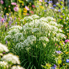 Garlic Chive Seeds - 500 Seeds