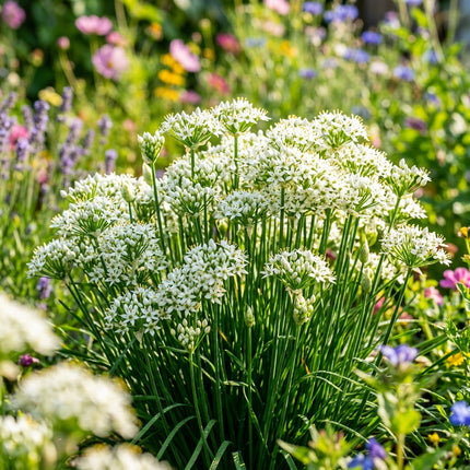 500 Garlic Chive Seeds for Planting - HEIRLOOM QUALITY Chinese Chives - Perennial Herb for Culinary Recipes