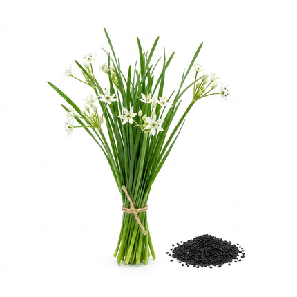 500 Garlic Chive Seeds for Planting - HEIRLOOM QUALITY Chinese Chives - Perennial Herb for Culinary Recipes