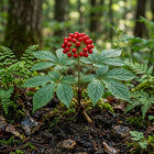 Panax Ginseng Seeds - 50 Seeds