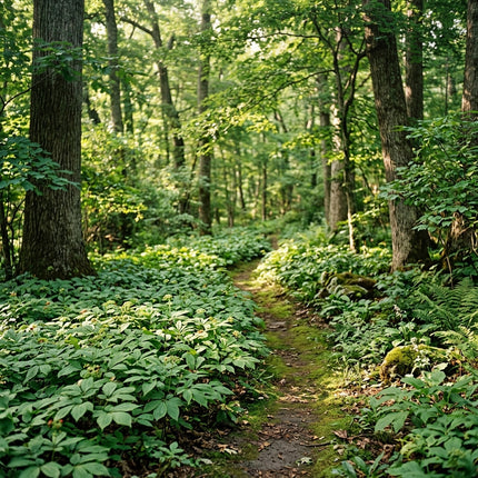 50 Panax Ginseng Seeds for Planting - Variety for Home Gardening
