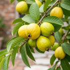 Guava Seeds - 20 Seeds