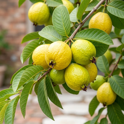 20 Guava Seeds for Planting - Variety for Home Gardening