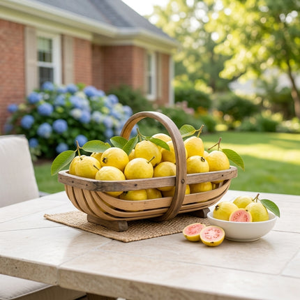 20 Guava Seeds for Planting - Variety for Home Gardening